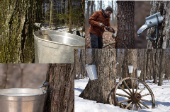 Several images of trees in the snow with taps and buckets attached for collecting sap