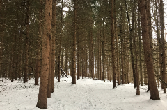 Forest of trees with snow on the ground