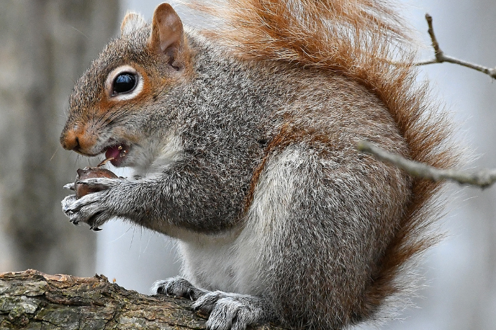 Gray squirrel with acorn on a tree limb