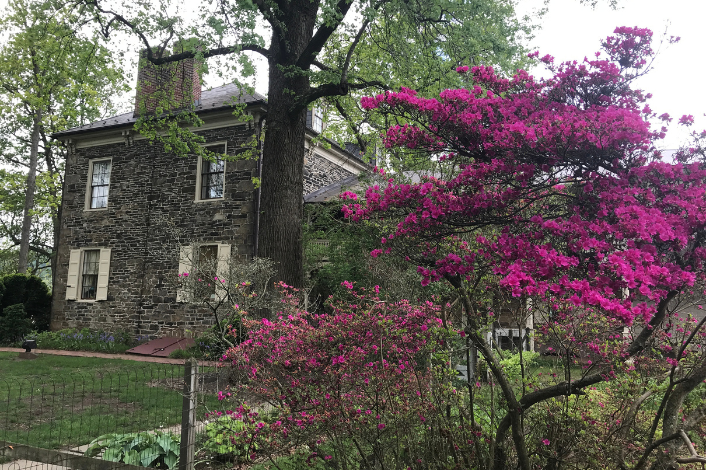 Flowering Tree in front of historical fort hunter