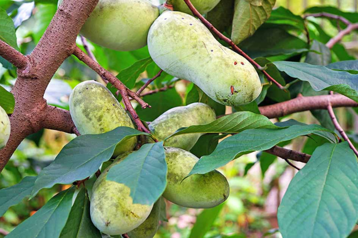 Native Paw Paw tree fruit