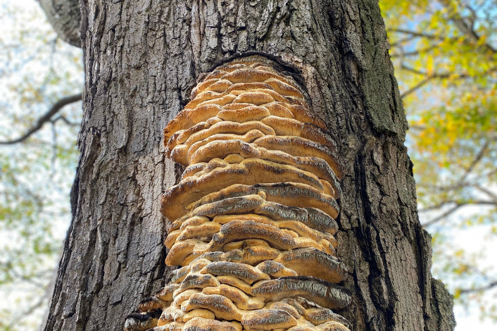 Image of a large historical tree