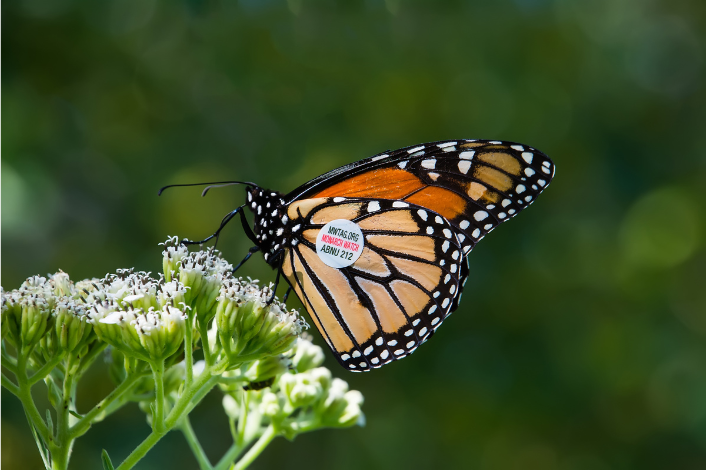 Monarch Butterfly with a wing tag sitting on a flower