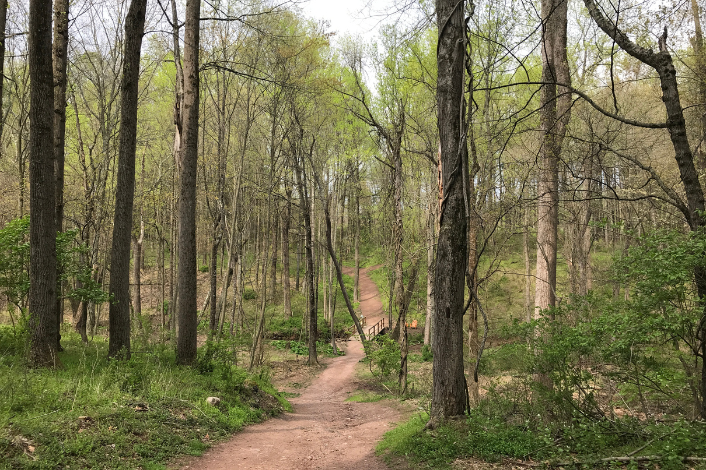 Wooded trail at Detweiler Park