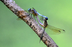 Close up photo of a dragonfly on a stick