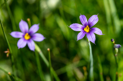 Close up photo of wild violet flowers
