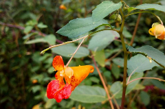 Picture of a Jewelweed flower