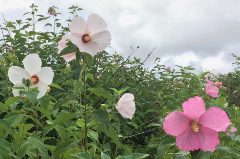 Pink and white flowers in the wild