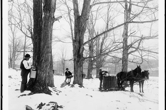 Vintage photo of tapping trees for maple syrup