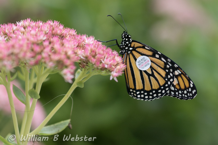 Monarch Butterfly perched on pink flowers with a tag on its wing