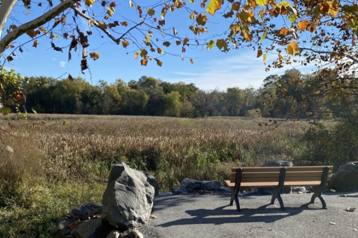 bench overlooking wildwood park nature scene