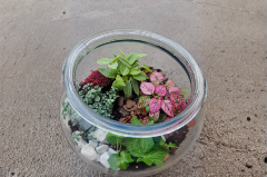 Glass vase with various succulent plants in it