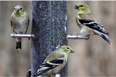 three birds sitting on bird feeder poles
