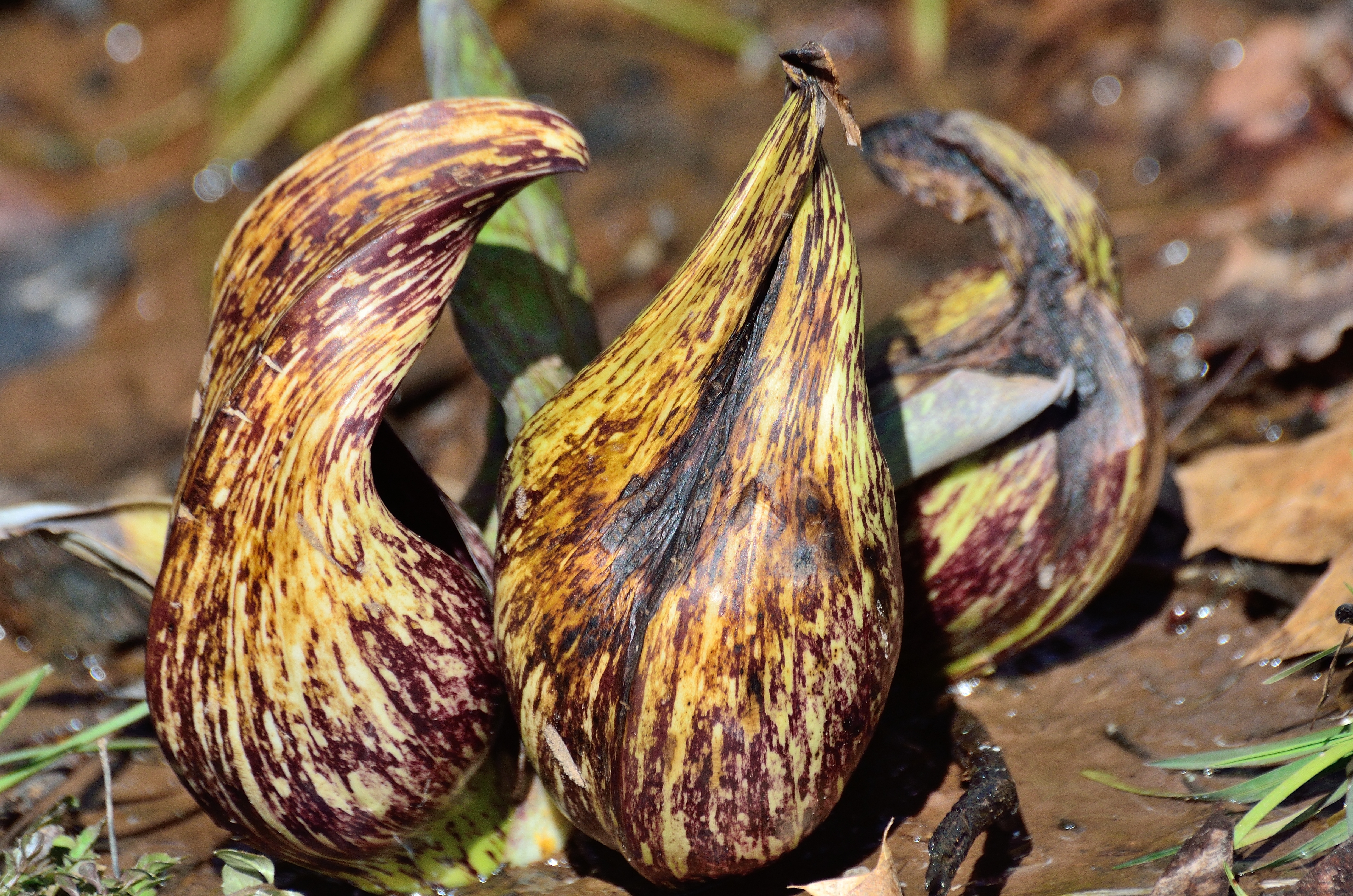 Picture of a yellow and purple flower "veiny" on the ground