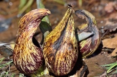 Picture of a yellow and purple flower "veiny" on the ground