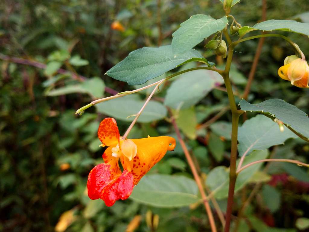 Orange and yellow flower