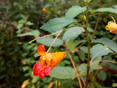 Orange and yellow flower