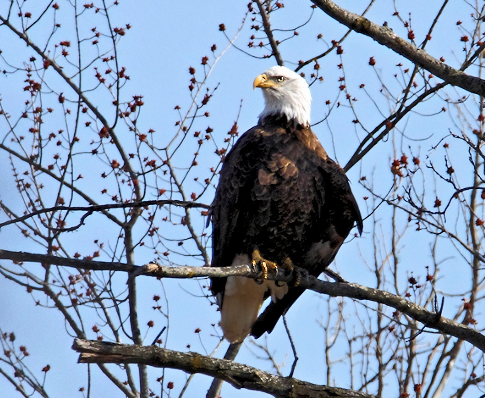 Bald Eagle perched on a tree branch with little buds on the branches and a blue sky in the background