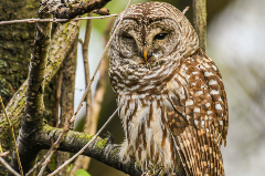 Owl in a Tree