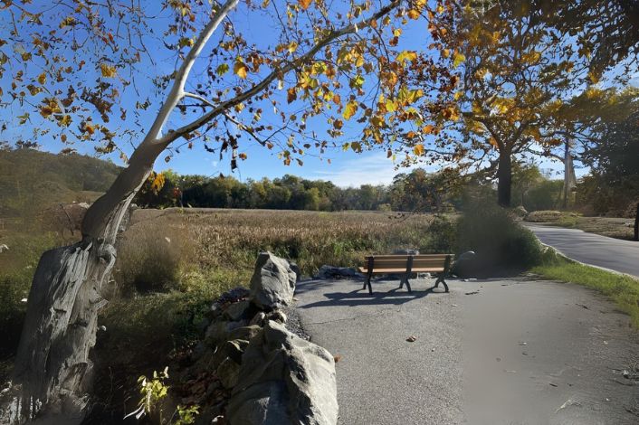 View of tree overlooking the Wildwood Park marsh