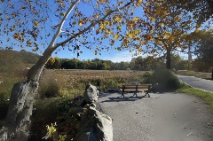 View of tree overlooking the Wildwood Park marsh
