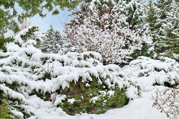 Trees and bushes covered in snow