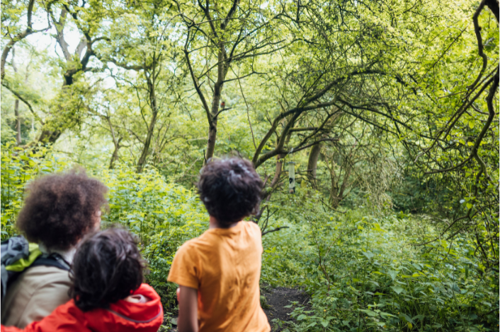 3 people watching a bird in a tree