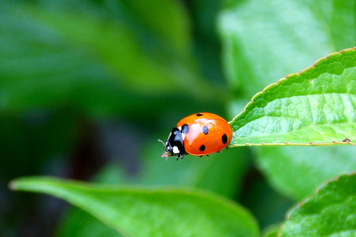 Lady bug on a leaf