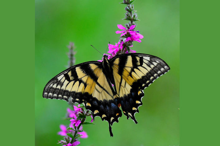 Butterfly on flowers