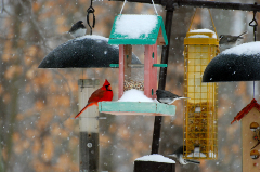 Cardinal perched on the side of a bird feeder with snow falling in the background