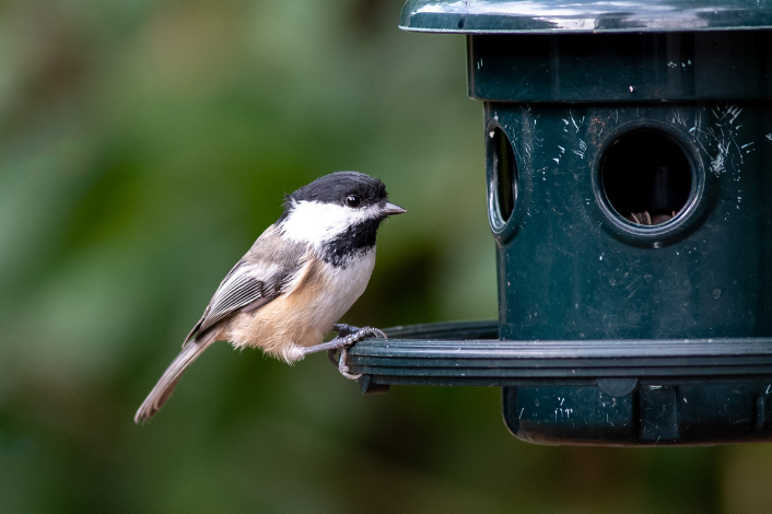 chick-a-dee (bird) on a birdfeeder