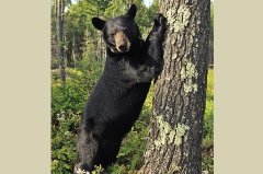 Black Bear scratching on a tree