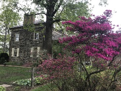 Side view of Ft Hunter Mansion (Stone two story home) with various trees and a purple flowering tree in the forfront