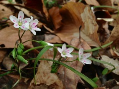 Four small white petal flowers growing in leaves