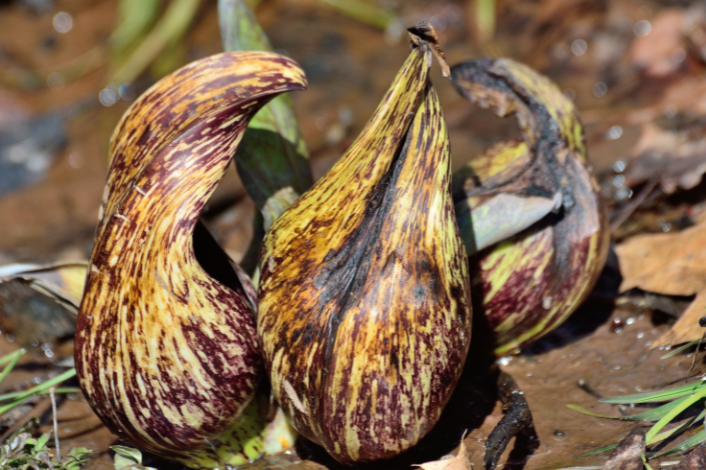 Skunk cabbage photo closeup - early blooming plants