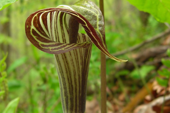 Budding flower