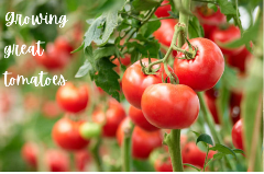 Picture of red tomatoes on the vine