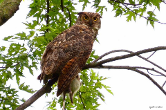 owl in a tree with his food capture in his grasp