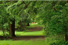 Trail along a shaded tree covered area