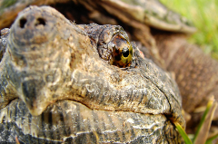 Alligator Close Up of Face and Eye