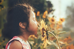 Child smelling sunflower