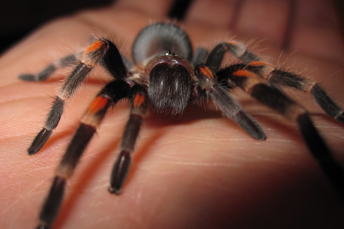 tarantula