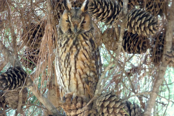 An owl, hiding among tree branches and pinecones