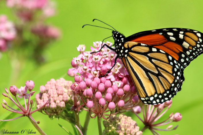 Monach butterfly sitting on a pink flower