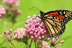 Monach butterfly sitting on a pink flower