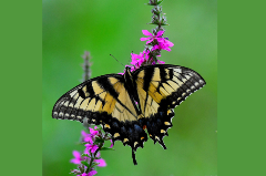 Up close photo of yellow and black butterfly