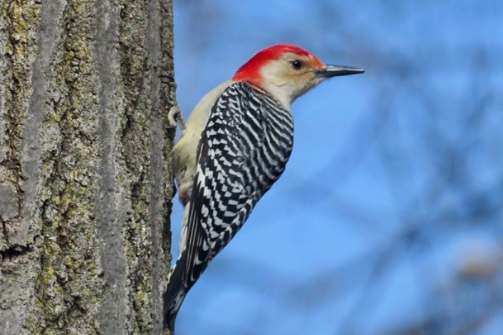 Woodpecker Bird on the side of a tree