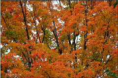 Oak tree that has started changing into fall colors