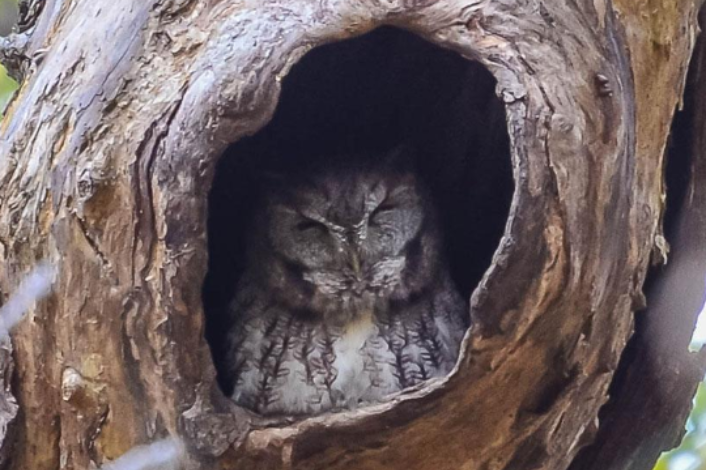 Owl in a tree