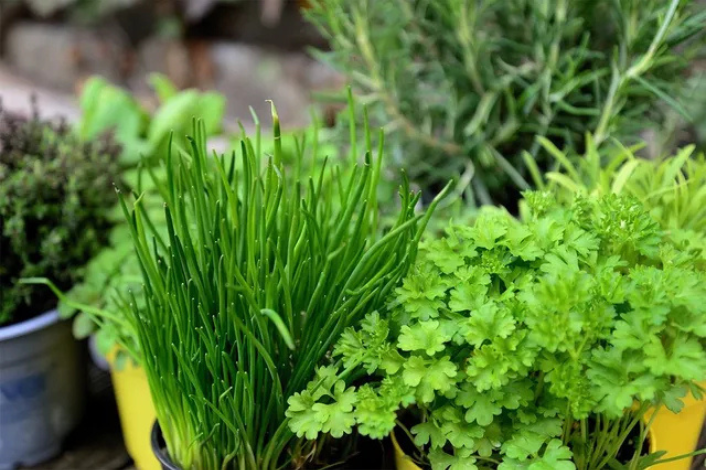 Various herbs being grown in pots